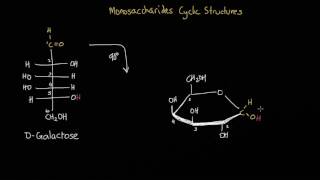 Converting an open chain monosaccharide into its cyclic structure [upl. by Dnalel]