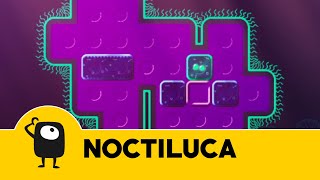 Noctiluca Stream [upl. by Doscher]