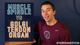 Muscle Spindle vs Golgi Tendon Organ Explained [upl. by Cyndy]