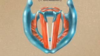 How the Larynx Produces Sound [upl. by Stultz586]