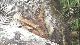 Python swallows a monkey whole [upl. by Aratihc]