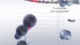 The Pyrosequencing Reaction Cascade System [upl. by Tomi]