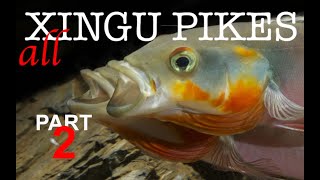 Pike cichlids Crenicichla habitat guide Xingu pikes in nature and the aquarium Part 2 [upl. by Wells]