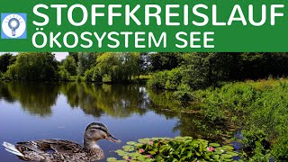 Stoffkreislauf  Nahrungsbeziehungen amp Stickstoffkreislauf im Ökosystem See  Ökosysteme 3 [upl. by Kym]