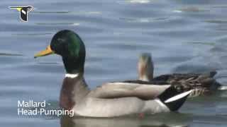 Duck Courtship Behavior [upl. by Hiller]