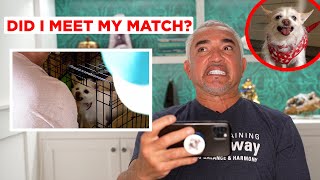 HOW I TRAINED AN AGGRESSIVE CHIHUAHUA Reacting to Has Cesar Met His Match [upl. by Enerahs]