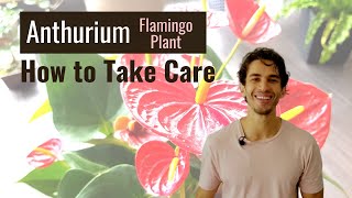 Anthurium Flamingo Plant Care Dos and Donts  BigBoyPlants [upl. by Ateloj]