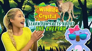 Cheetah Facts [upl. by Leyla729]