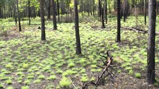 How Fire Can Restore a Forest A TimeLapse Tree View [upl. by Kelila807]