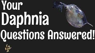 Daphnia Questions Answered [upl. by Heron]