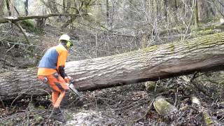 Big poplar harvest with STIHL [upl. by Htebyram]