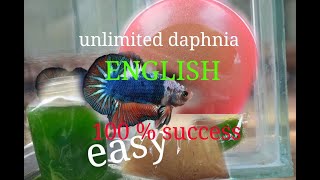 daphnia moina culture Easy way Unlimited production English  with sub Green water Chlorella [upl. by Eedrahs]