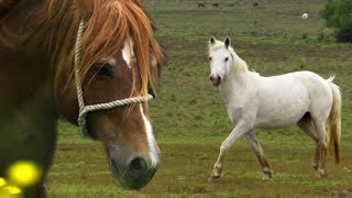 Stallion Reintroduced to Mares  BBC Earth Explore [upl. by Laersi]