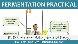 Biotechnology  Fermentation Practical  GCSE Biology 91 [upl. by Emerald]