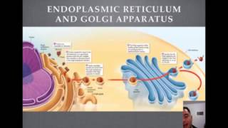 Endoplasmic Reticulum and Golgi Apparatus Tutorial [upl. by Nacim]