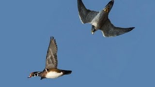 PEREGRINE FALCON STRIKES DUCK MIDAIR [upl. by Bessy]