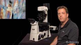 Microscopy Phase Polarization and DIC Stephen Ross [upl. by Blodgett834]