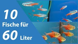 10 Fische für kleine Aquarien 60 Liter [upl. by Oshinski]