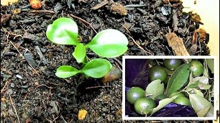 Germinating and Transplanting Calamansi Lime Limau Katsuri Seeds in the Container [upl. by Lladnar]