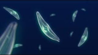 What Makes Diatoms So Special [upl. by Cormac463]