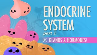 Endocrine System Part 1  Glands amp Hormones Crash Course Anatomy amp Physiology 23 [upl. by Yrocal]