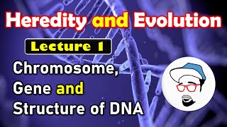 Chromosome Gene and DNA structure  Heredity and Evolution Class 10 SSC CBSE [upl. by Suoicserp558]