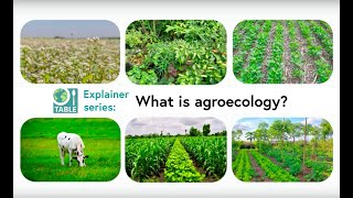 What is agroecology TABLE explainer video series [upl. by Adlih]