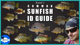 Identify Any Common Sunfish  Koaws Guide to Sunfishes Lepomis [upl. by Trisa]