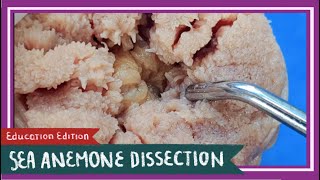 Sea Anemone Dissection  Finding Nemo EDU [upl. by Nalyt]