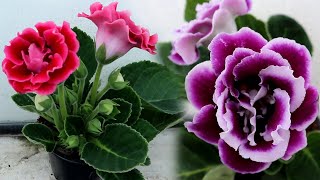 How to grow Gloxinia from a leaf  Propagating Gloxinia from leaf cutting [upl. by Crowley]