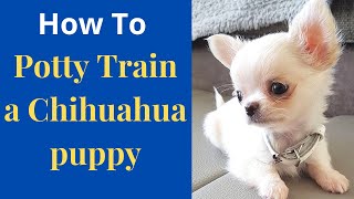 Chihuahua Training Tips [upl. by Lebatsirc]