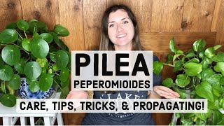 Pilea Peperomioides Plant Care Tips Tricks amp Propagating [upl. by Toiboid]