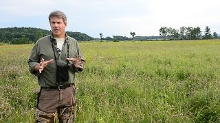 Bird on the Rebound Popular Bobolink Spurs New Conservation Model [upl. by Eissac]