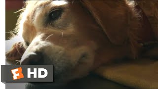 A Dogs Journey 2019  Boss Dogs Trick Scene 810  Movieclips [upl. by Merth]