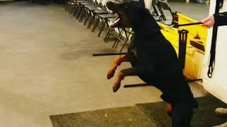 Aggressive Doberman Attacks  Making real aggression in protection [upl. by Takara]