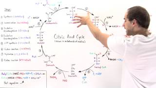 Overview of Citric Acid Cycle [upl. by Elleiram399]