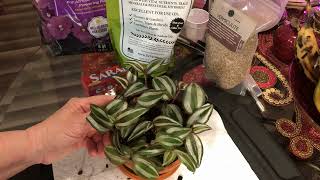 How to Prune your Wandering Jew and make it bushier [upl. by Plossl358]