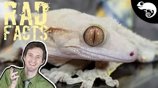 Crested Geckos  22 Stinkin Rad Facts [upl. by Akcirederf]