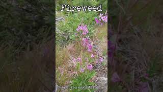 Fireweed  Wild Edible and Medicinal Plant shorts foraging okanagan [upl. by Siocnarf]