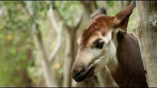 How to Train an Okapi at San Diego Zoo [upl. by Kacy]