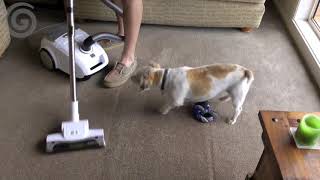 Wertheim W2000 Dog and Cat Vacuum Cleaner [upl. by Antoinette]