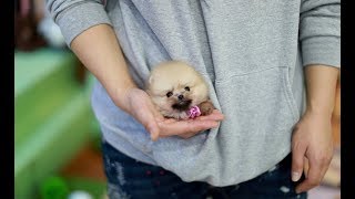 Fluffy Orange Teacup Pomeranian  Teacup Puppies ♥please subscribe♥ [upl. by Levona]