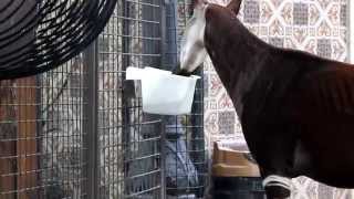 Voedermoment Okapis  Feedingtime Okapis ZOO Antwerpen [upl. by Eikceb]