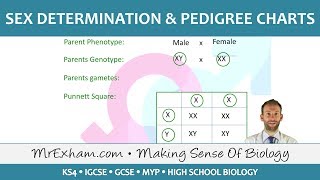 Sex Determination and Pedigree Charts  GCSE Biology 91 [upl. by Remos]