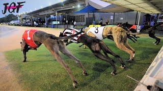 Australian racing greyhounds  Dog race [upl. by Malilliw814]