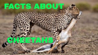 21 Facts About Cheetahs The Fastest Land Animal Cheetahs [upl. by Phare]