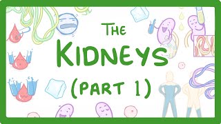 Biology  How the Kidneys Work  Kidneys Part 13 27 [upl. by Ongineb]