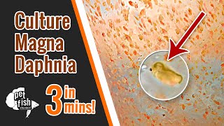 How to culture DAPHNIA MAGNA  The easy way [upl. by Worlock]