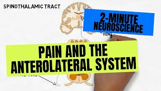 2Minute Neuroscience Pain and the Anterolateral System [upl. by Brittni477]