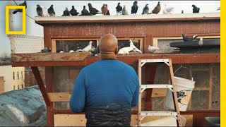 See How Pigeons Saved This Man From a Life on the Streets  Short Film Showcase [upl. by Willetta]